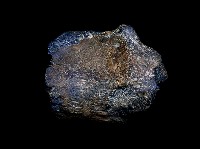 藏品(大型動物脛骨遠端)的圖片